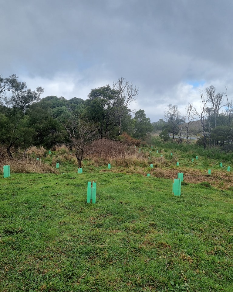 The Upper Plenty Merri Catchments Landcare Group volunteer on vital planting projects - and have a lot of fun while doing it.